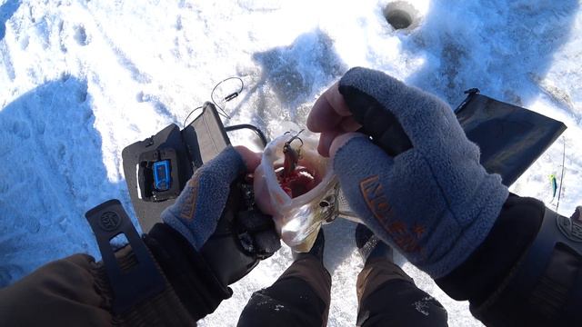 Алеус -Спирино . Половили судачка .Новичкам везет. Жена обловила мужа. Март 2023 смотреть онлайн