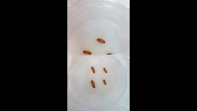 Проращиваем семена, сеем АДЕНИУМЫ. смотреть онлайн