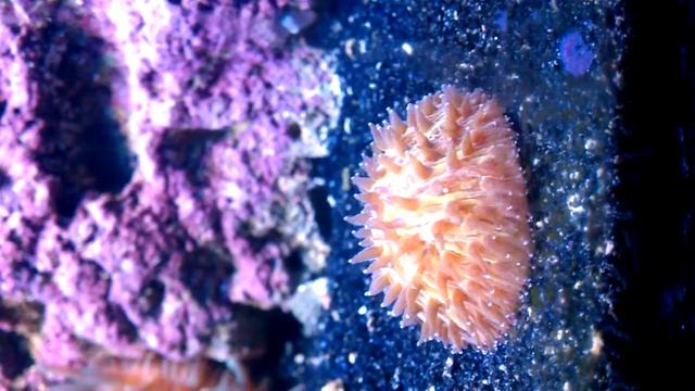 Orange plate coral смотреть онлайн