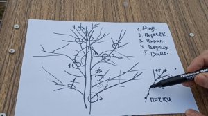 Как правильно обрезать молодую взрослую яблоню весной для начинающих пошагово