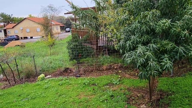 Тупость или жестокость? Надеть ошейник и заставить кота страдать. Конец хороший ❤️ смотреть онлайн