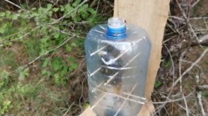 Пластиковое или бутылочное пчеловодство. Это работает. Жжжжбан адвоката Егорова на практике.