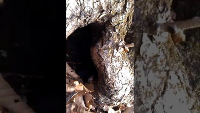 таксы гуляют в лесу