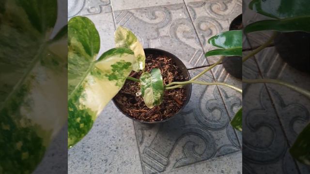 Philodendron burlemarx variegata Kode C смотреть онлайн