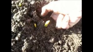 Жизнь луковиц тюльпанов после выгонки