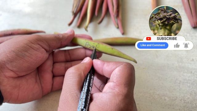 Quantity Of Adenium Plant Seeds Pod New Crops / Adenium Plant Seeds Pod New Crops смотреть онлайн