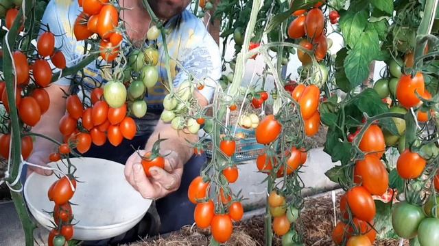 Посев и всходы!!! Лук Эксибишен, Штуттгартер и порей Мамонт... смотреть онлайн