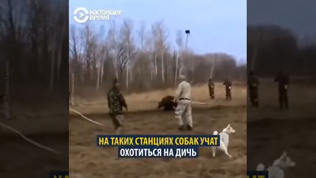 Добрый мишка👍супер смотреть онлайн