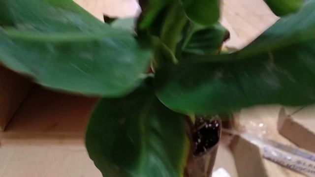 Растения почтой, долгожданная посылка, банан Киевский карлик смотреть онлайн