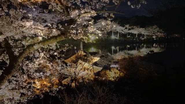 Chopin Nocturne 20　高木 凛々子 Violin　三渓園 夜桜