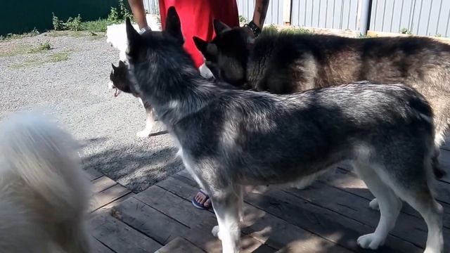 Хаски-центр "Аквилон" под Челябинском смотреть онлайн