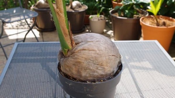 Kokos z marketu / Cocos nucifera (2)