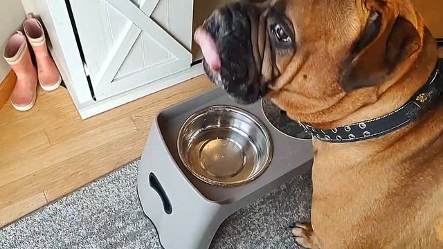 Running Of The Bullmastiff - Good Morning смотреть онлайн