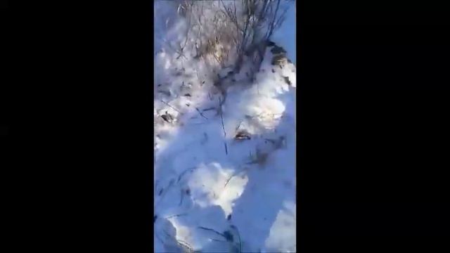 Регулирование численности волка в Забайкалье. Две волчицы Александра. смотреть онлайн