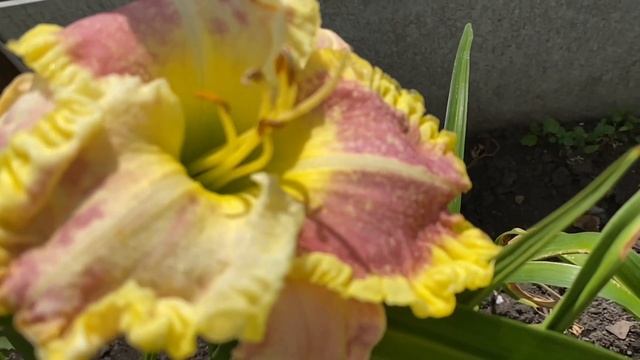 Лилейники цветут смотреть онлайн