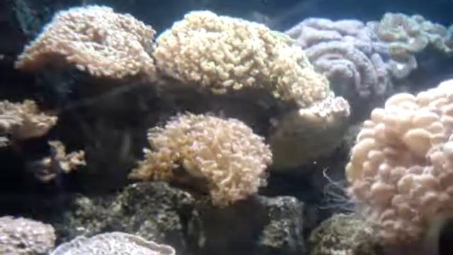 Подводное царство... смотреть онлайн