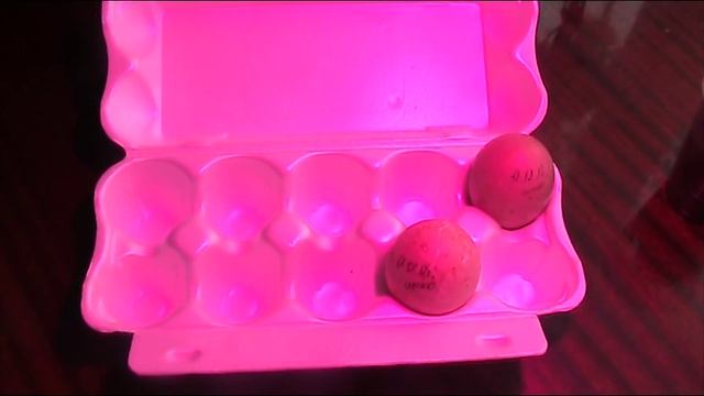 Инкубационное яйцо мускусной утки//Секреты хороших урожаев. смотреть онлайн