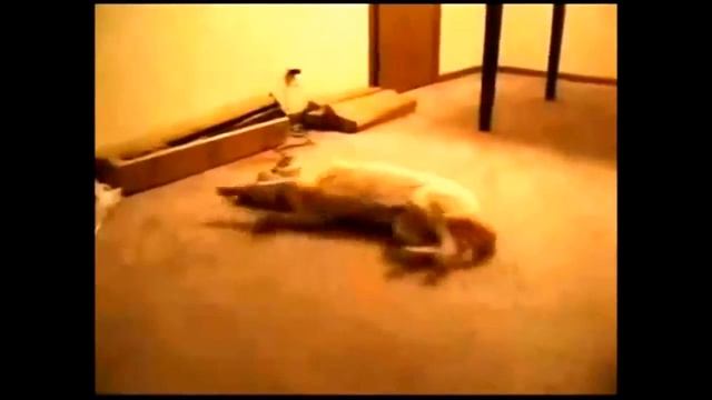 Собака лунатик )) Бегает во сне! смотреть онлайн