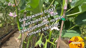 Баклажаны не растут 🤔, что делать? Брать в руки секатор!
