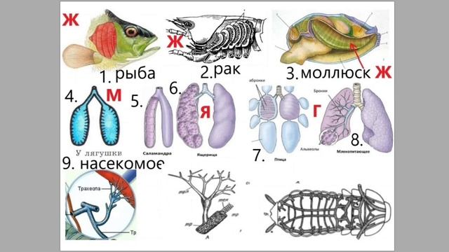 ТИПЫ ДЫХАТЕЛЬНЫХ СИСТЕМ - ЕГЭ смотреть онлайн