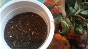 Каланхоэ Дегремона, как оживить растение. Размножаем и готовим лекарство