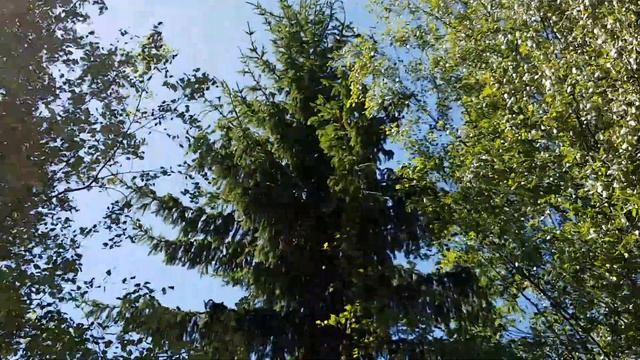 Совы в Подмосковье смотреть онлайн