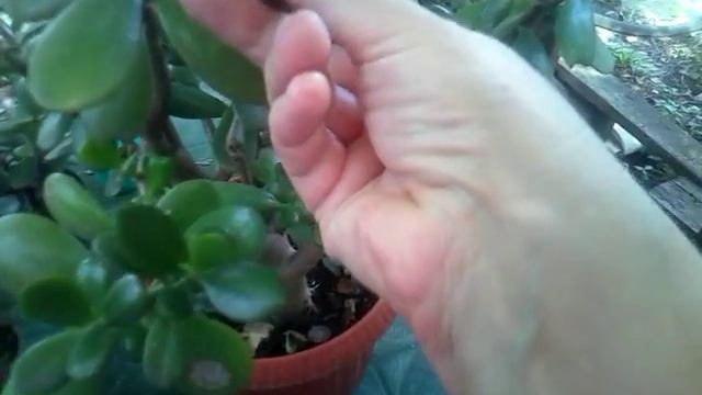 Отвечаю на вопрос. Коричневые пятна на листьях. Что это??? смотреть онлайн