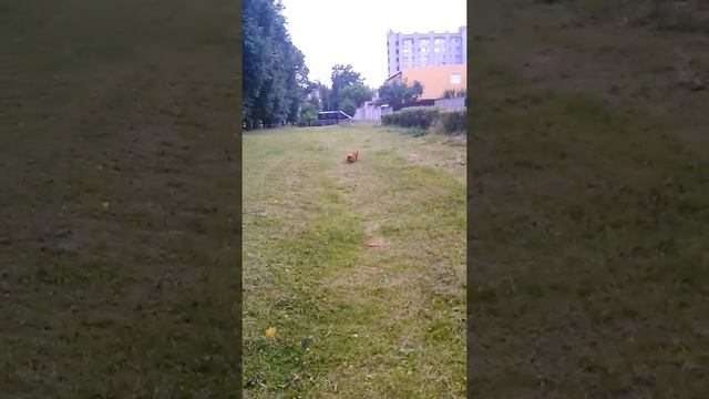 Английский кокер спаниель играет смотреть онлайн