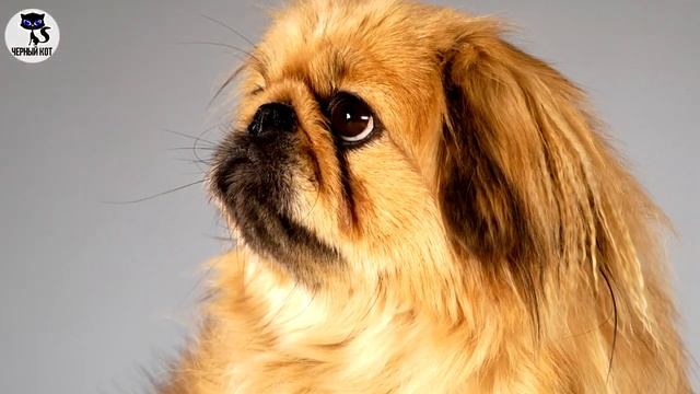✔ Пекинес плюсы и минусы породы. Особенности содержания пекинеса смотреть онлайн