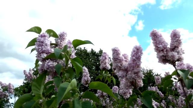 lilac blooming alyvų žydejimas смотреть онлайн