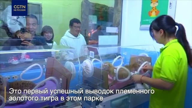 В зоопарке в провинции Чжэцзян рождались 4 золотых тигра смотреть онлайн