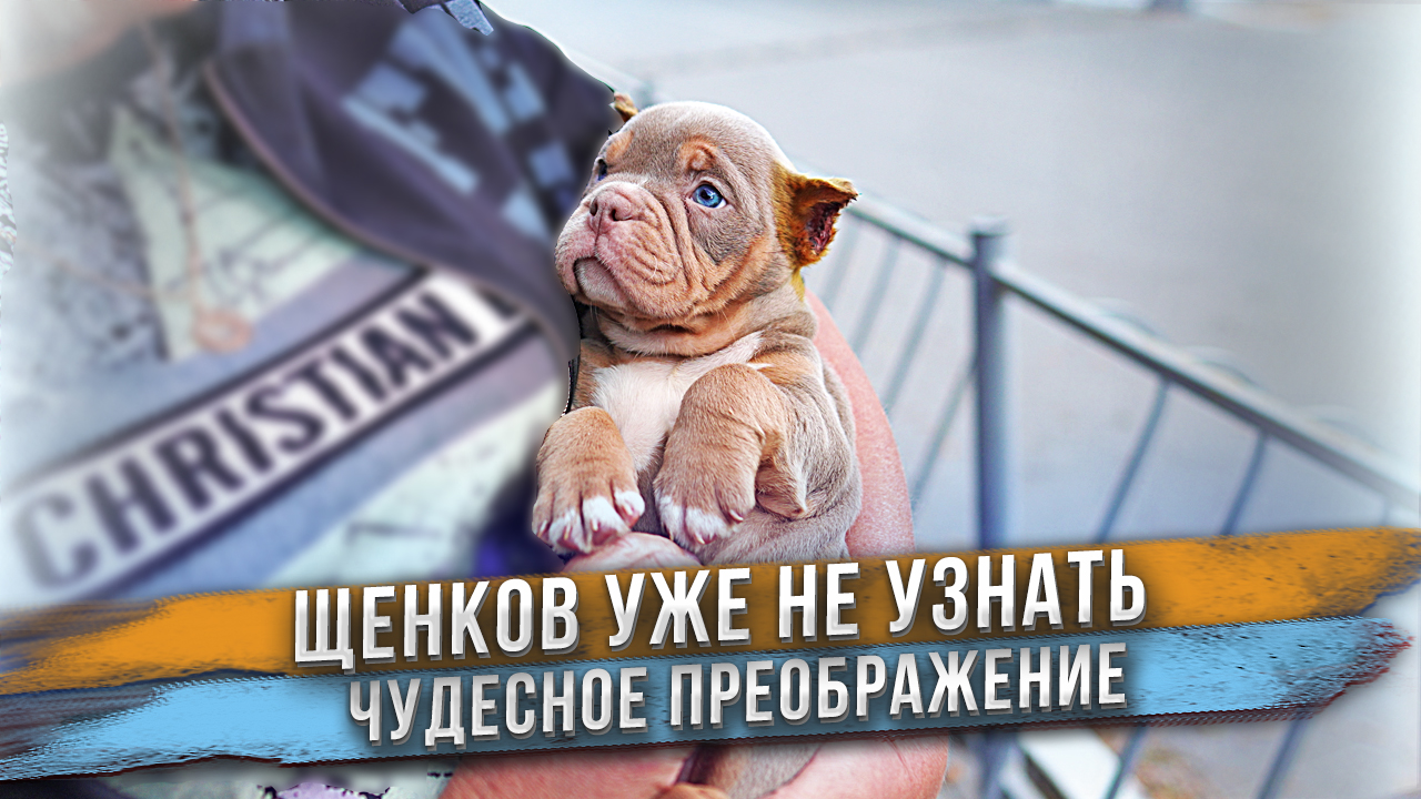 Щенков не узнать! Шокированы результатом купирования ушей! смотреть онлайн