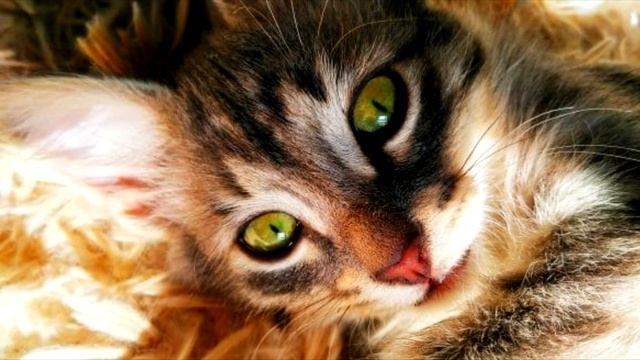 Котенок с ожогами на лапе и носу сидел у метро, надеясь, что его заметят смотреть онлайн