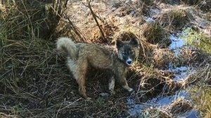 Как поймать рыбу без удочки и сетки. Ловушка для рыбы