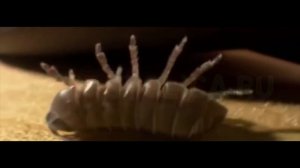 Мокрица в квартире - чем опасно это насекомое