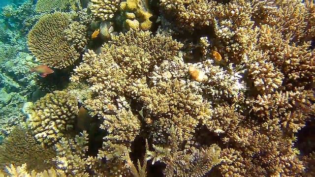 Arabia Azur Resort(13) смотреть онлайн