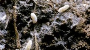 Вредители Денежного дерева. Как эффективно бороться с вредителями Толстянки!