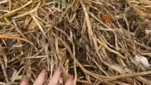 Готовим гряды из под лука к зиме смотреть онлайн