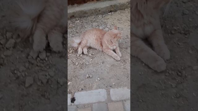 Тишка смотреть онлайн