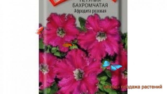 Петуния бахромчатая Афродита розовая ? обзор: как сажать, семена петунии Афродита розовая смотреть онлайн