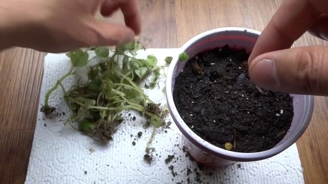 Peperomia Pellucida - Crab Claw Herbs: How to Collect Seeds and Sow смотреть онлайн