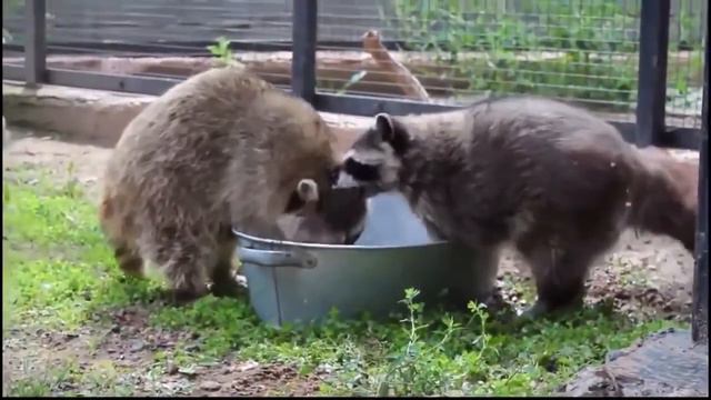 Смешное видео с енотами.