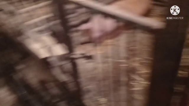 Замерял КРС, Жду Ваше Мнение ,Коля На Чили 😁 смотреть онлайн