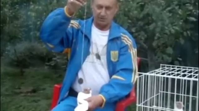 Определения пола у голубей смотреть онлайн