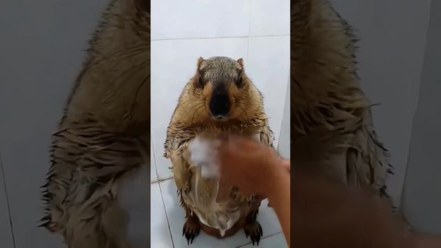 Лайки и подписки взаимно! #смешные #животные #фейлы #смешныеживотные #угар #ржака #коты #собаки #рек смотреть онлайн