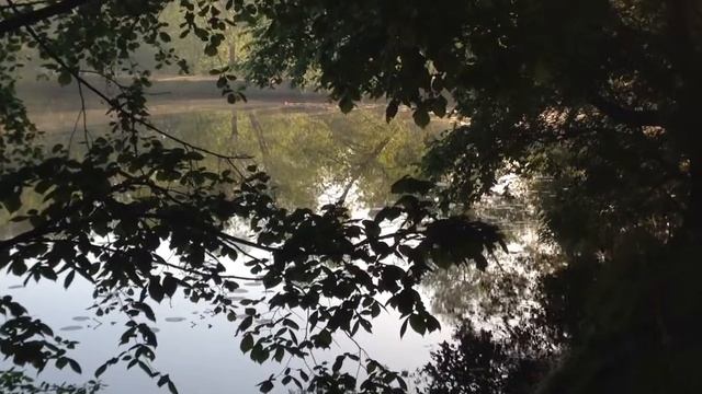 Кузьминский пруд утром смотреть онлайн