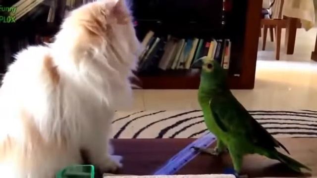 СМЕШНЫЕ ПРИКОЛЫ С ЖИВОТНЫМИ КОШКИ И ПОПУГАИ НОВЫЕ ПРИКОЛЫ 2015 смотреть онлайн