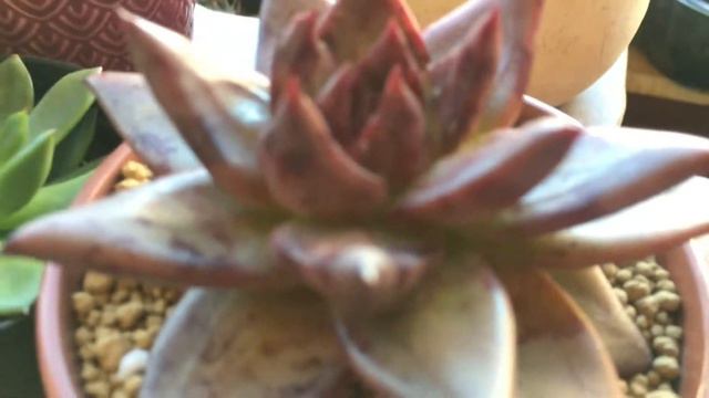ECHEVERIA AGAVOIDES смотреть онлайн