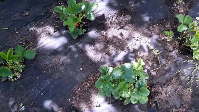 ЖЕЛТЕЮТ ЛИСТЬЯ НА ДЕРЕВЕ? ПРОСТОЕ РЕШЕНИЕ ПРОБЛЕМЫ! смотреть онлайн