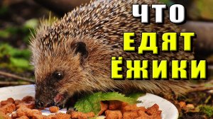 Что едят ёжики
